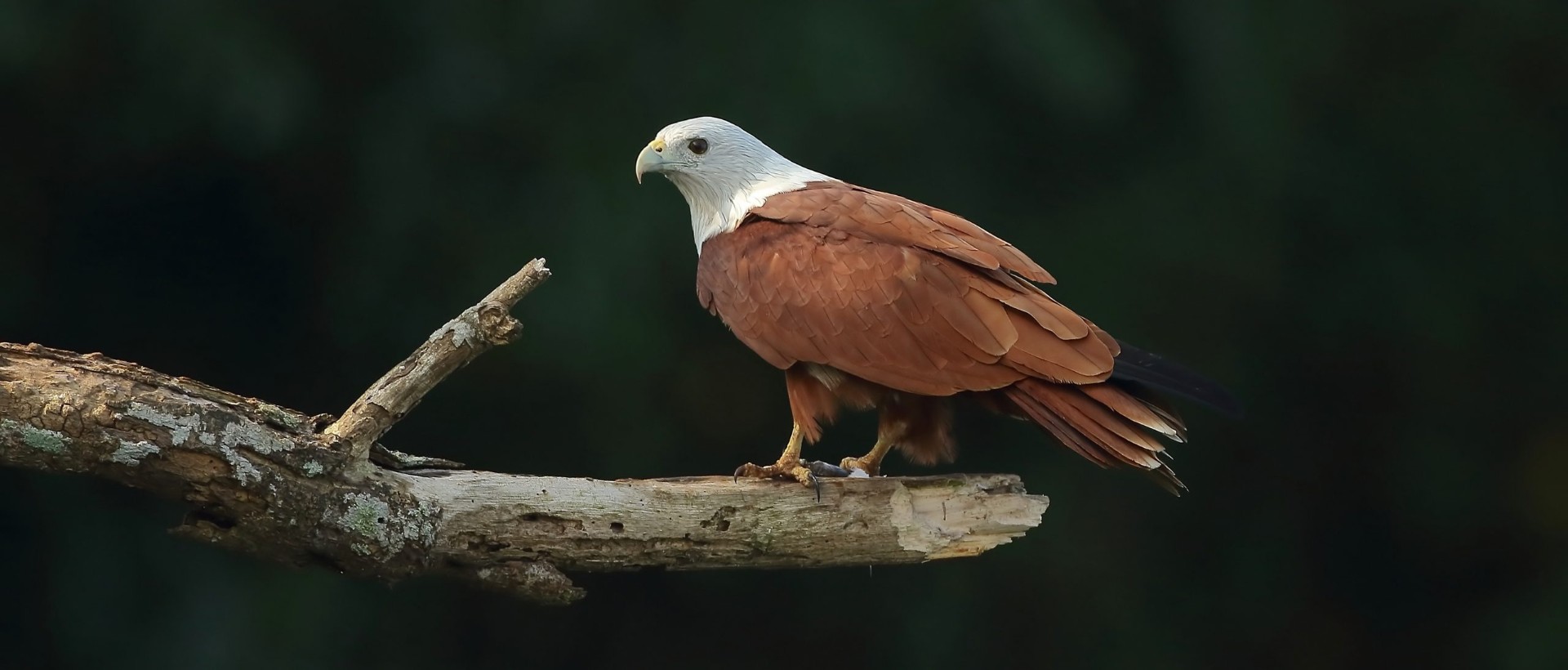 Birding trail Goa
