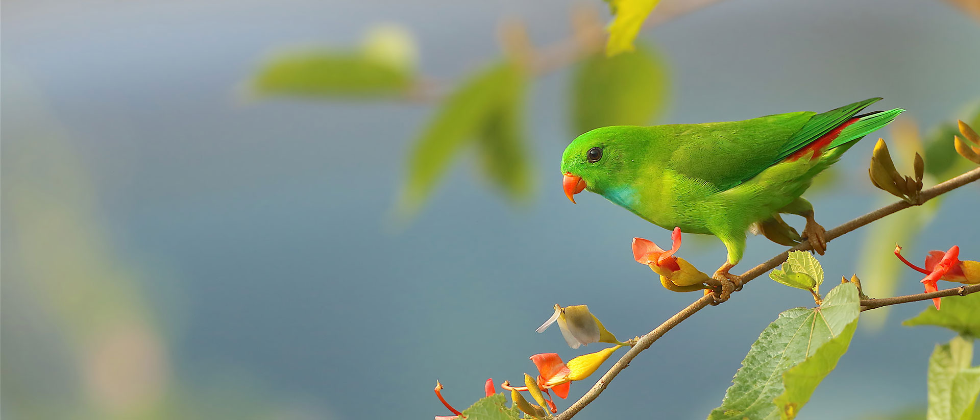 Forest bird Goa