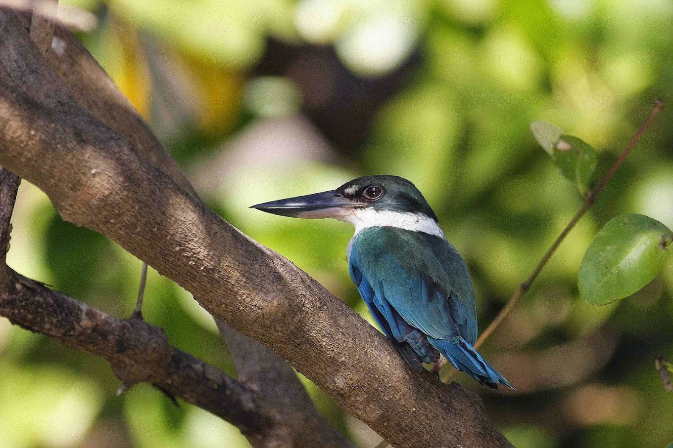 Collared Kingfisher