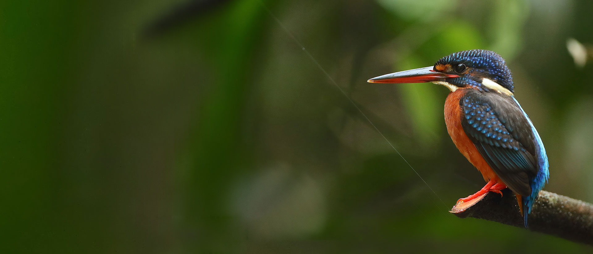 Wildlife in Goa sanctuary