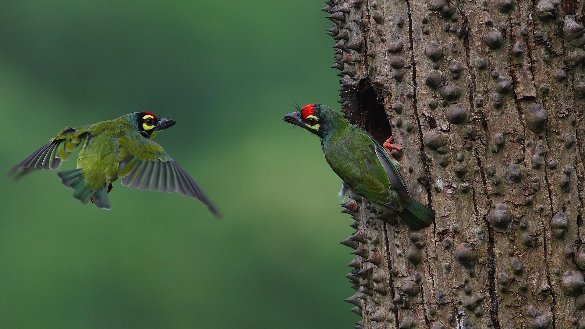 Bird in Western Ghats