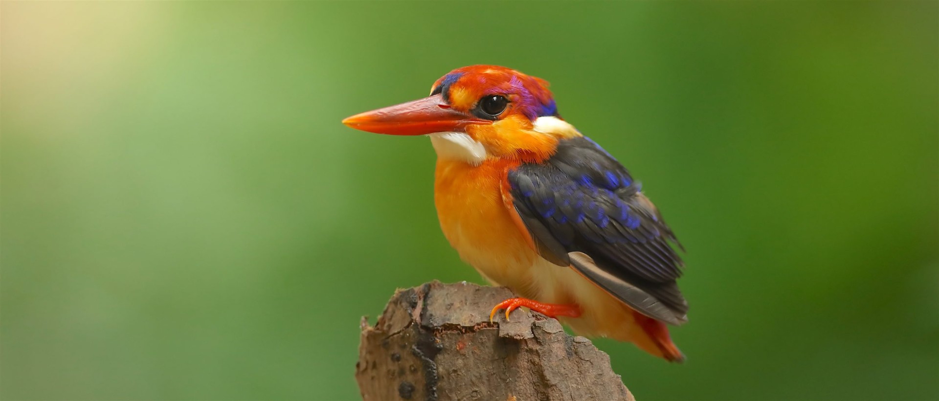Oriental Dwarf Kingfisher