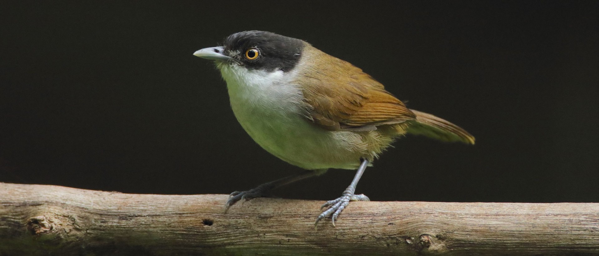 Colourful Goa bird