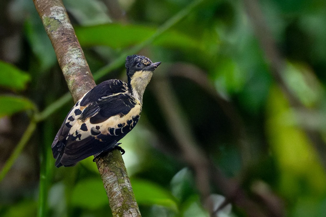 Heart-spotted Woodpecker
